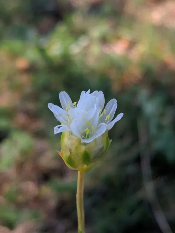 Armeria alliacea