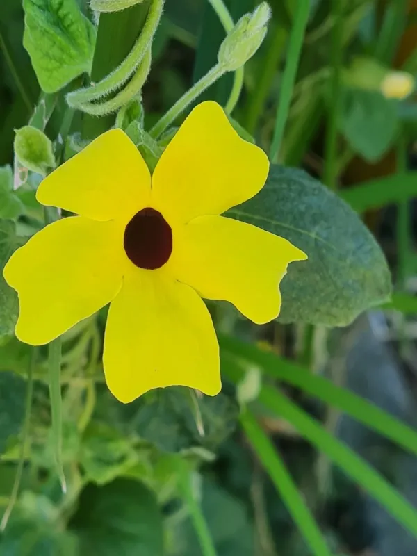 Black-eyed Susan vine