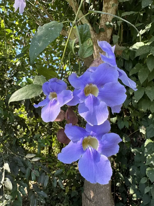 Blue trumpet vine