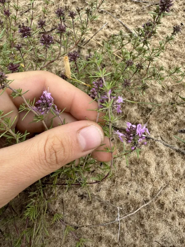 Pallas thyme
