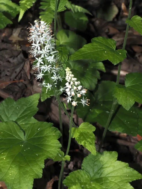 Heartleaf foamflower