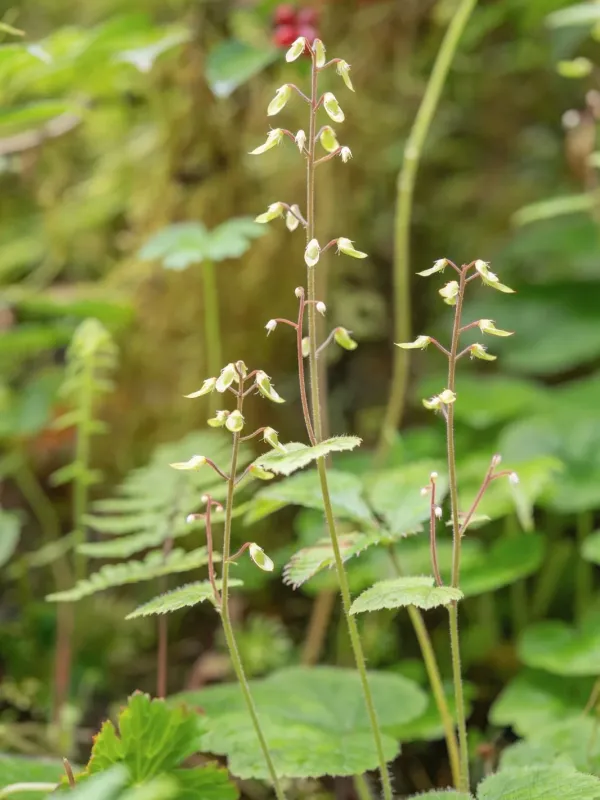 Foamflower