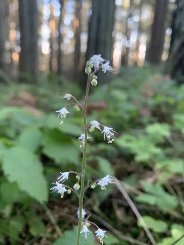 Three-leaf foamflower