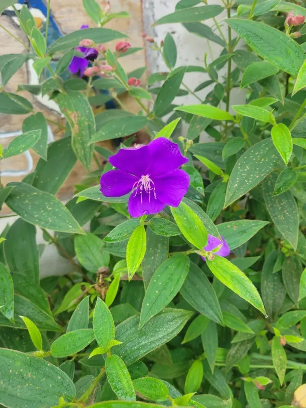 Tibouchina urvilleana