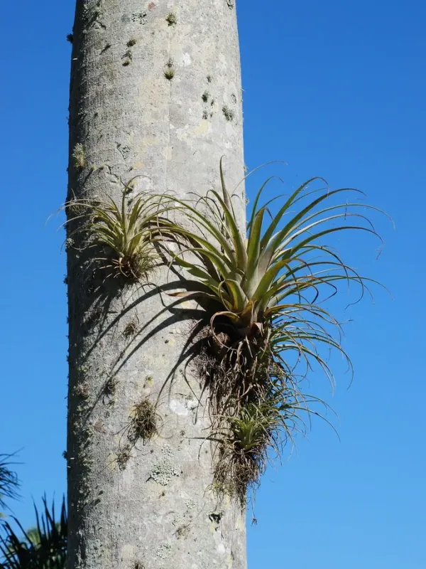 Tillandsia hybrid