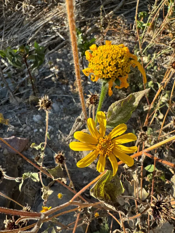 Tithonia tubaeformis