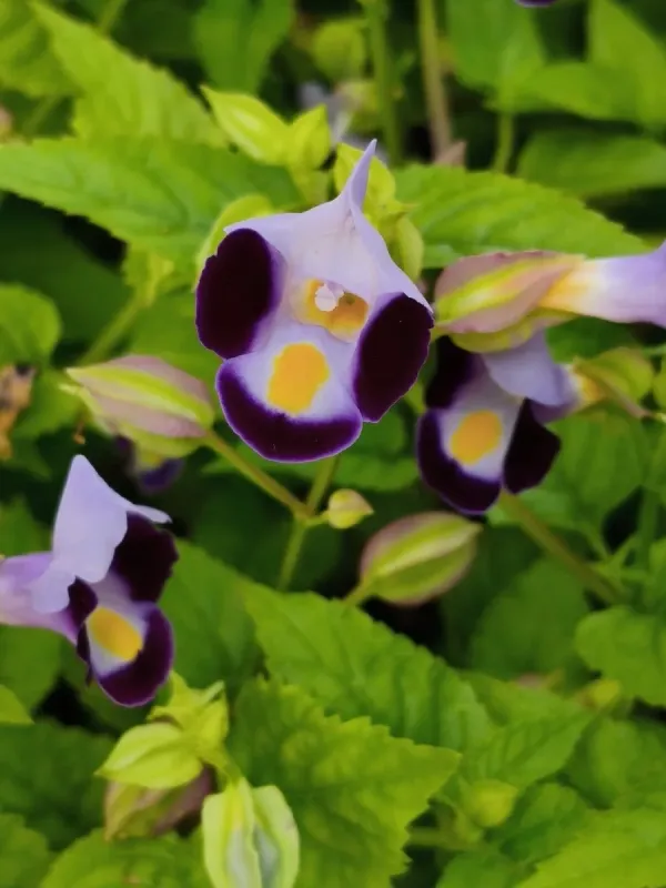 Torenia fournieri