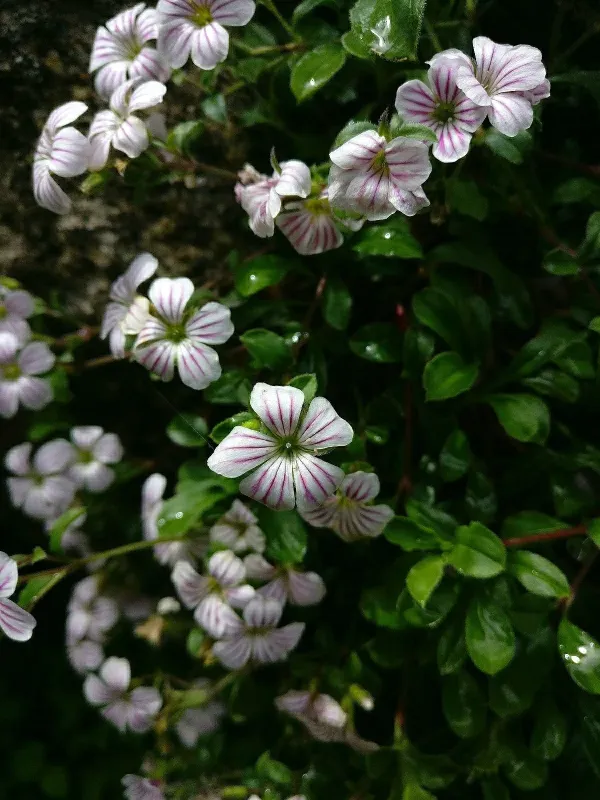 Acanthophyllum cerastioides