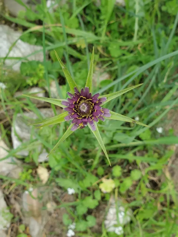 Tragopogon porrifolius