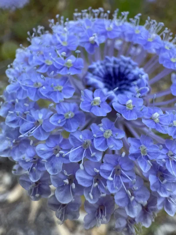 Blue lace flower