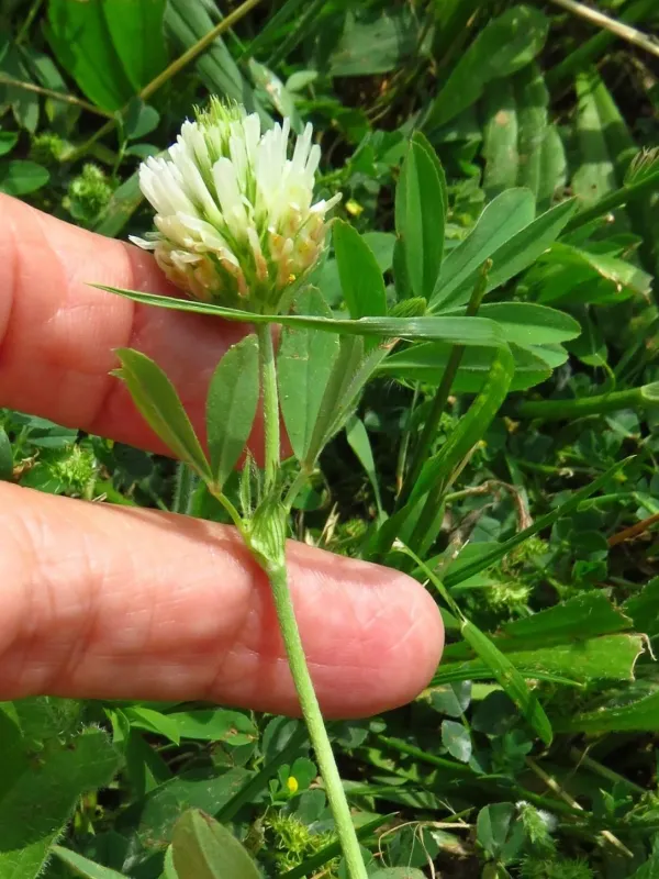 Egyptian clover