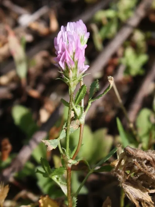 Glandular clover