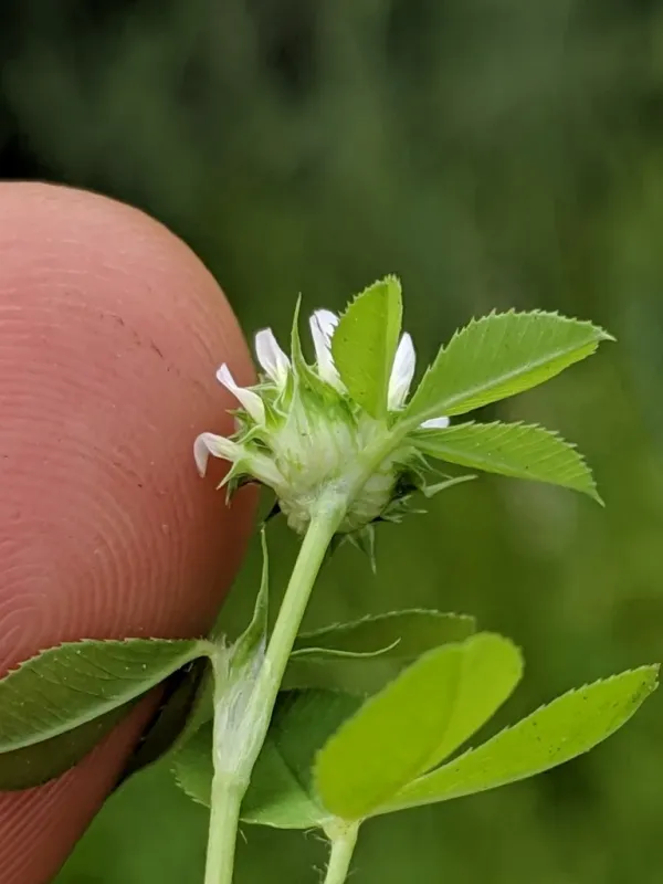 Clustered clover