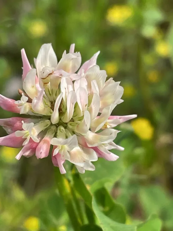 Alsike clover