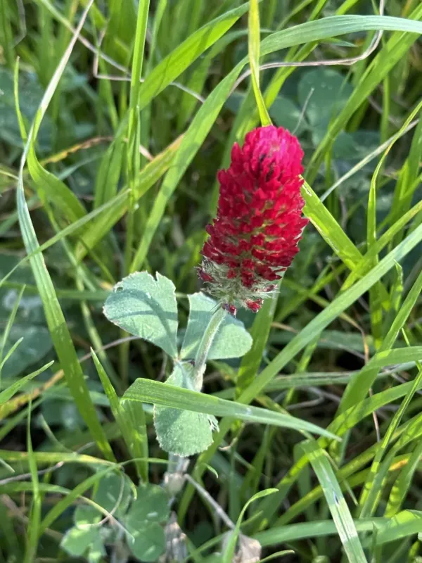 Crimson clover