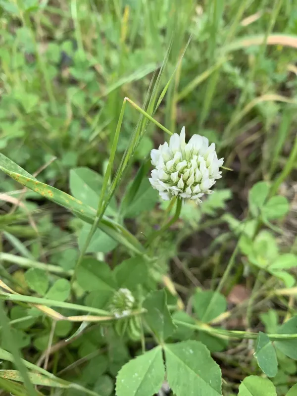 Michel's clover