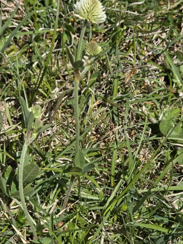 Mountain clover