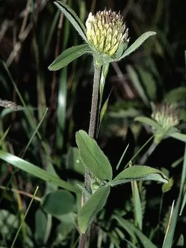 Pale yellow clover