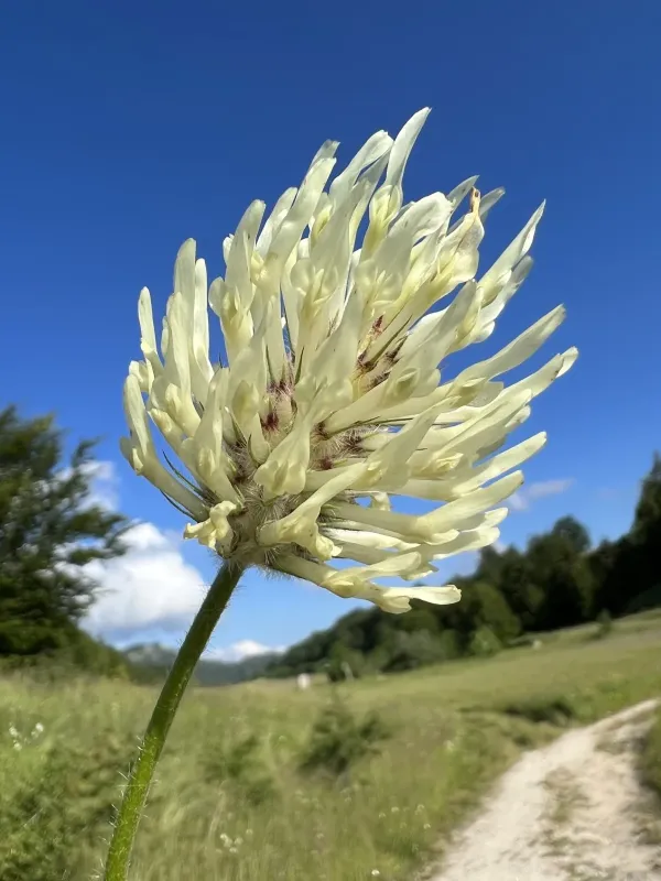 Hungarian clover