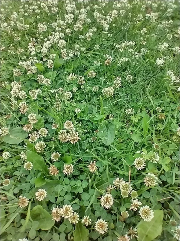Hybrid white clover