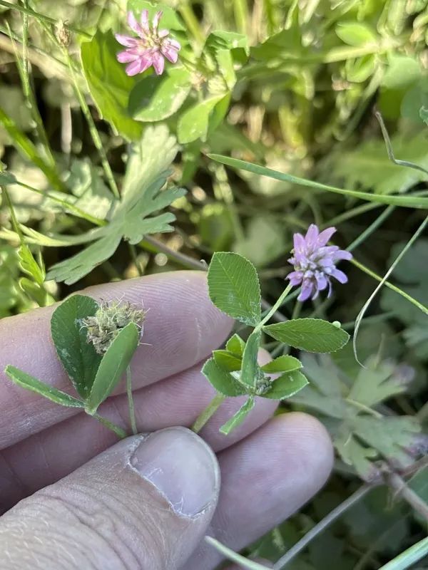 Persian clover