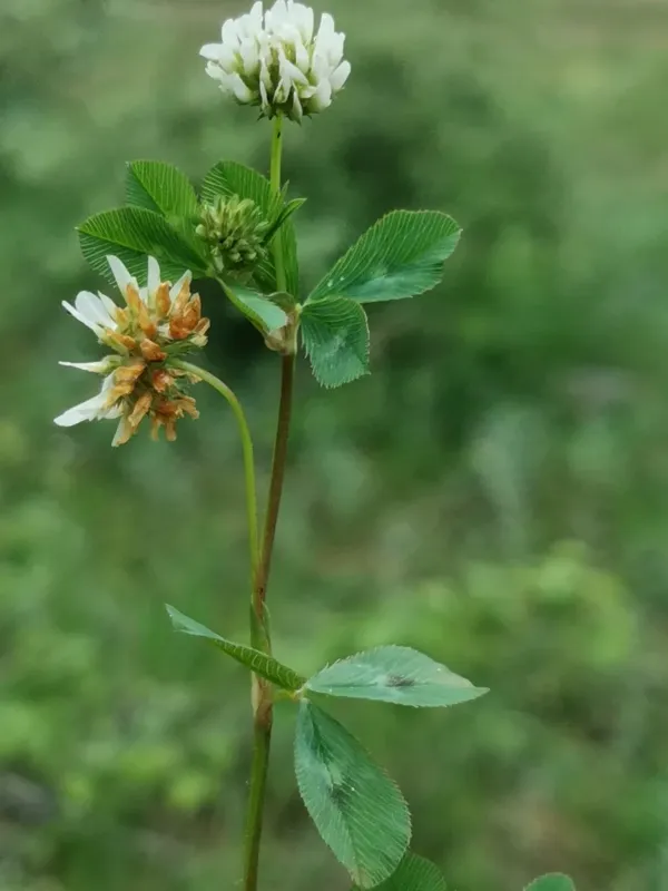 Inflated clover
