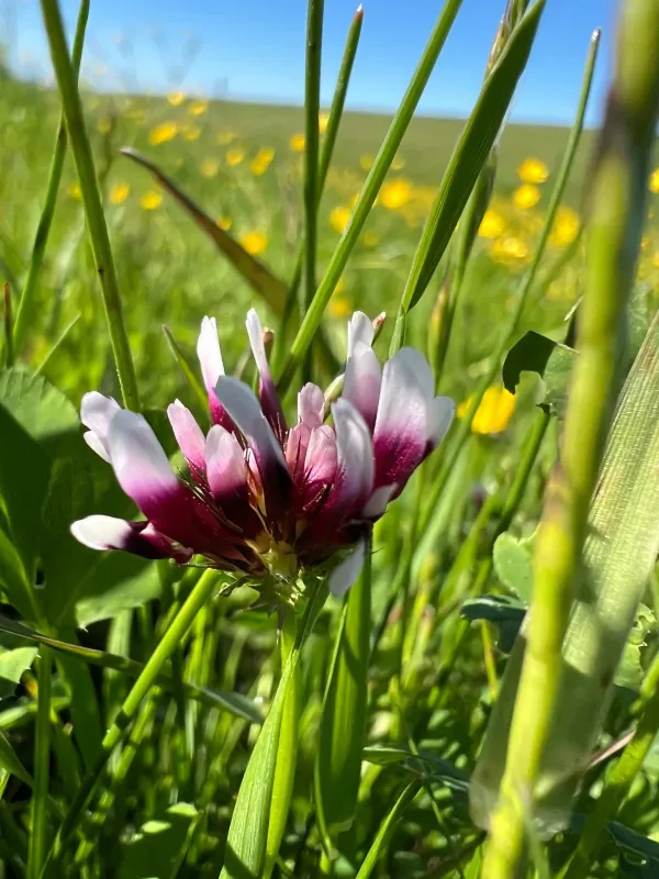 White-tip clover