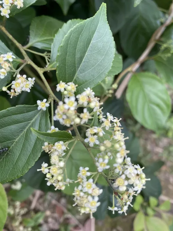 Tripterygium wilfordii