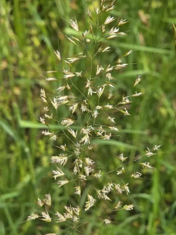 Yellow oatgrass