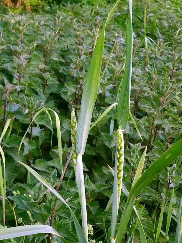 Spelt wheat