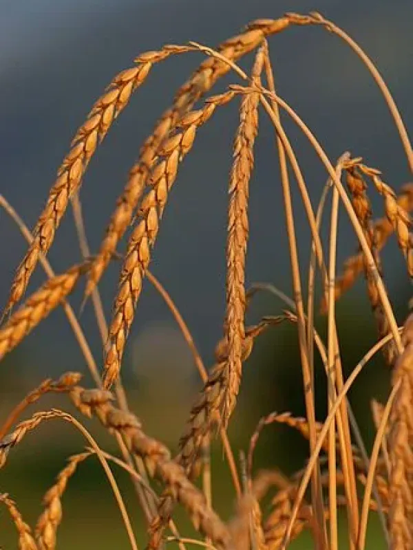 Spelt
