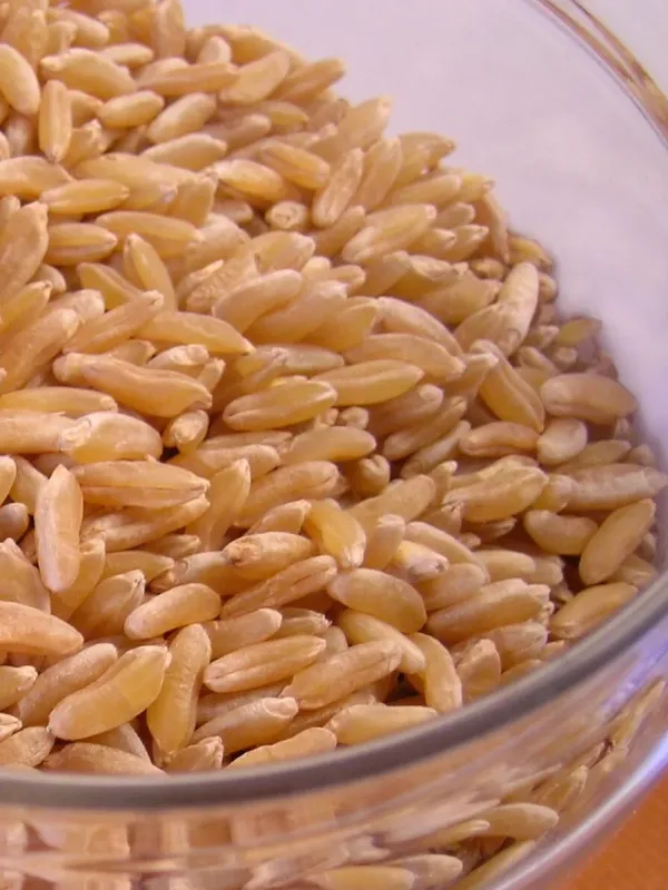Khorasan wheat