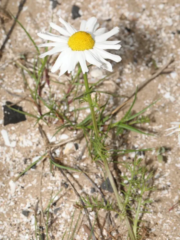 Scentless mayweed
