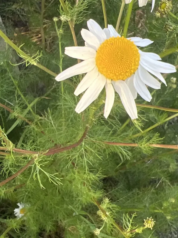 Scentless mayweed