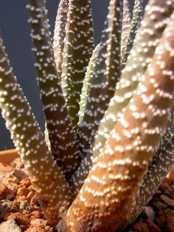 Gasterhaworthia pumila