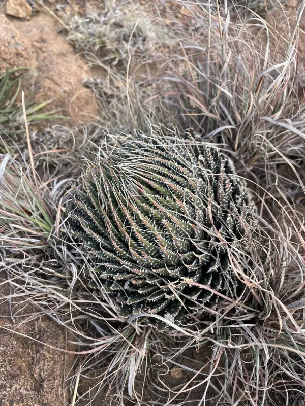 Aloe Haworthia