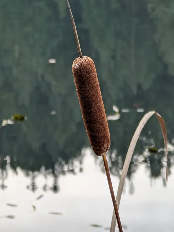 Broadleaf cattail