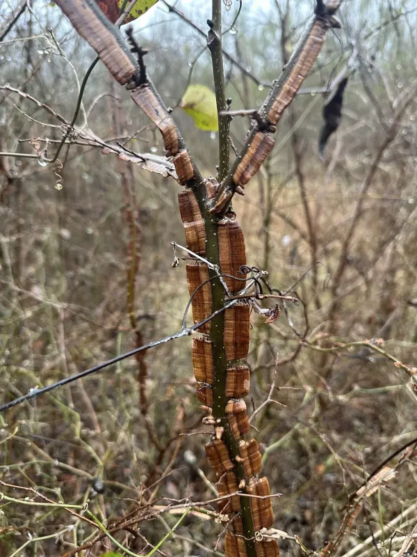 Cedar elm