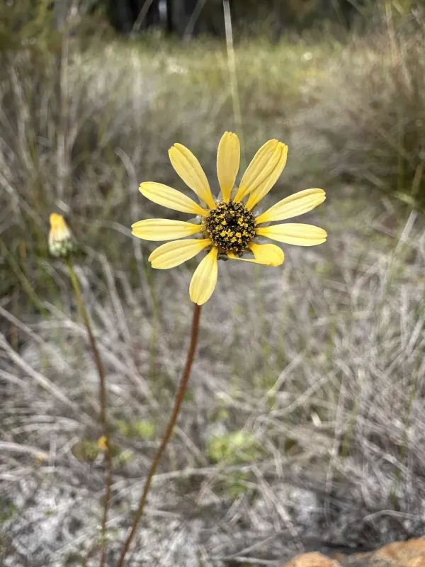 Ursinia anthemoides