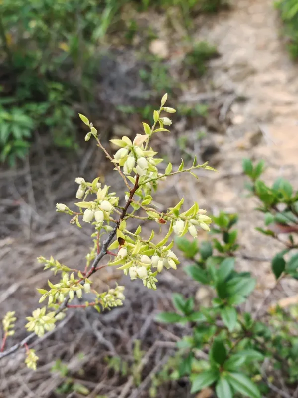 Vaccinium bracteatum
