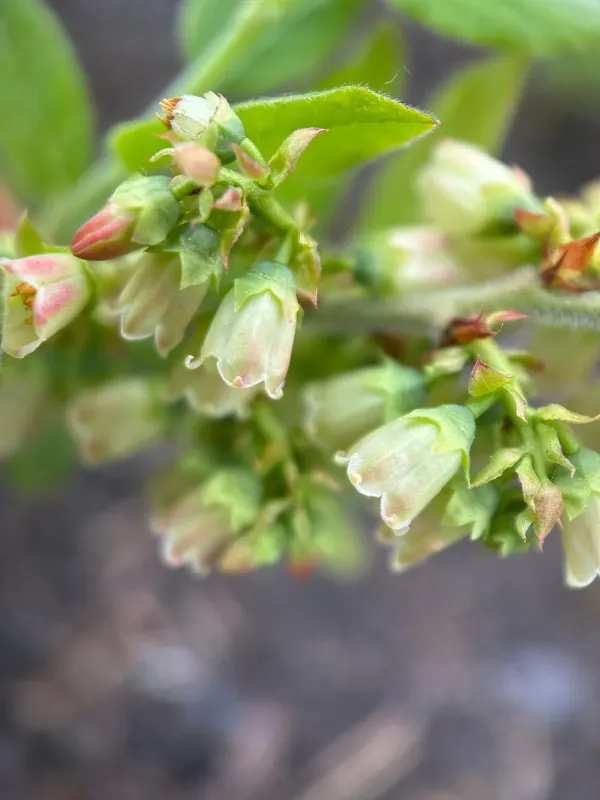 Velvet-leaf blueberry