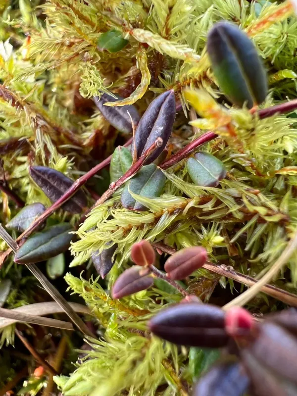 Bog cranberry