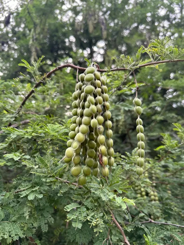 Vachellia nilotica