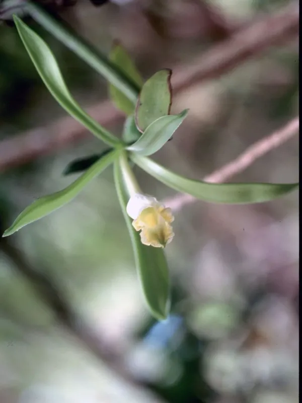 Vanilla planifolia x Vanilla phaeantha hybrid