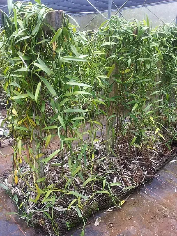 Hybrid Vanilla