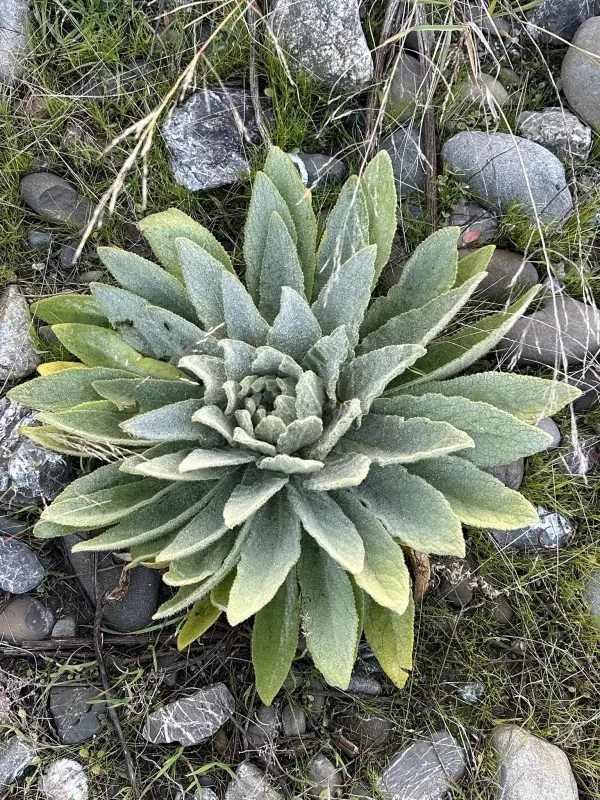 Hybrid mullein