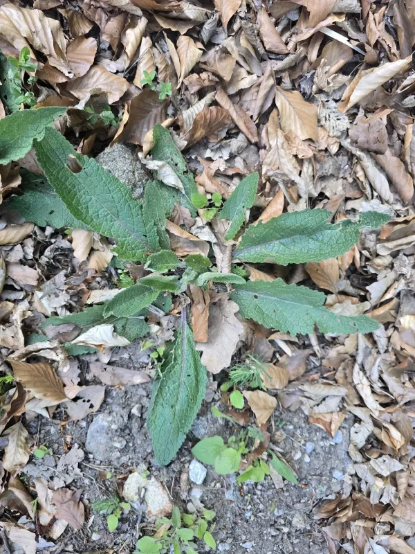 Chaix's mullein