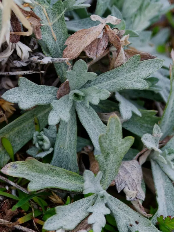 Louisiana Sage