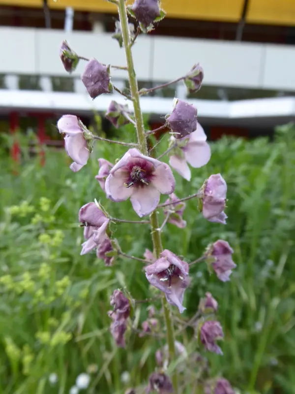 Hybrid Mullein