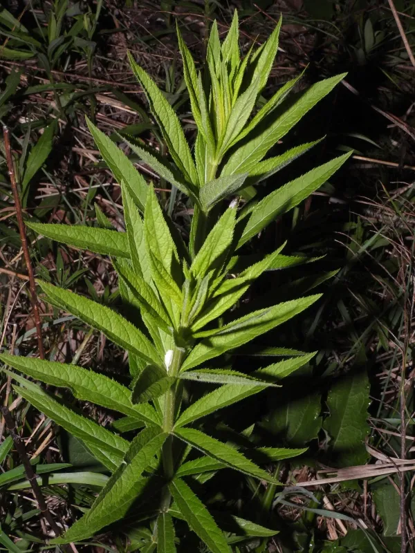 Culver's root